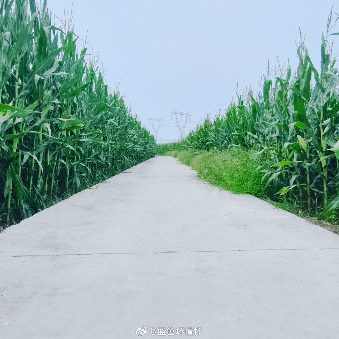 骑行路过一大片玉米青纱帐🌽脑海瞬间闪过某剧名场面[吃惊]好想外加+…☞一场毫无顾忌的狂欢✨✨ ​