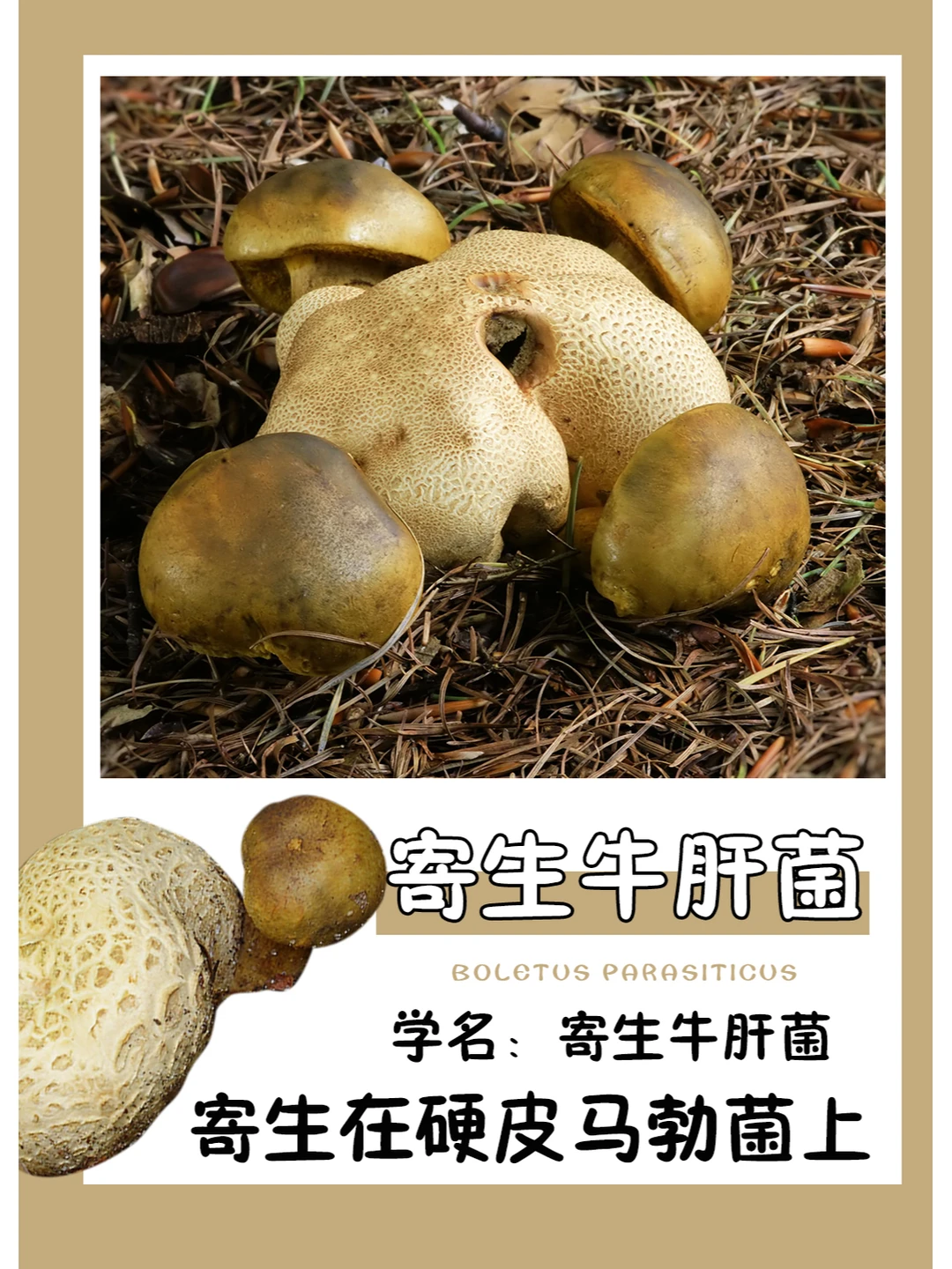 一种寄生在马勃菌身上的牛肝菌