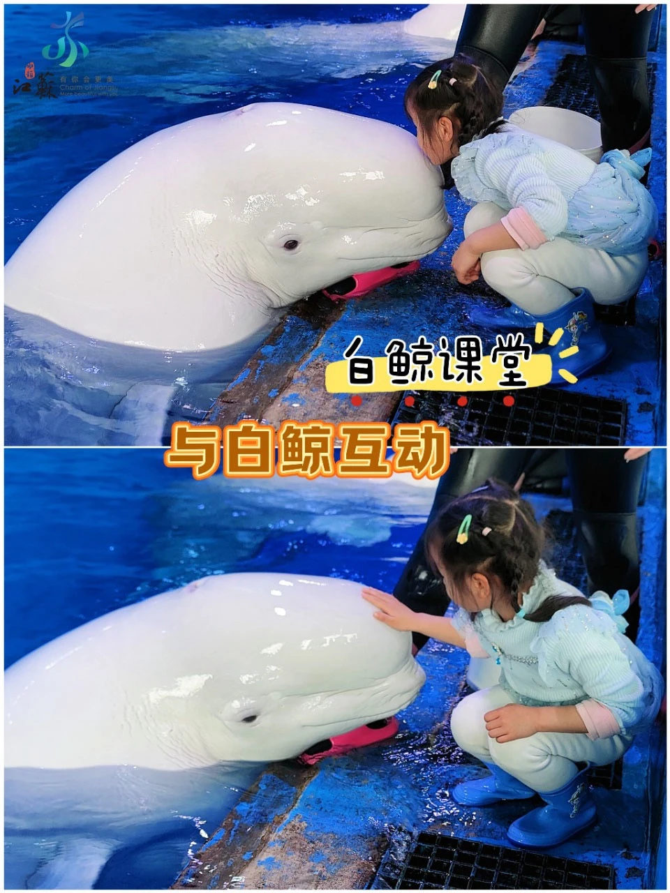 为了这只大白鲸我愿再去100次龙宫海洋世界