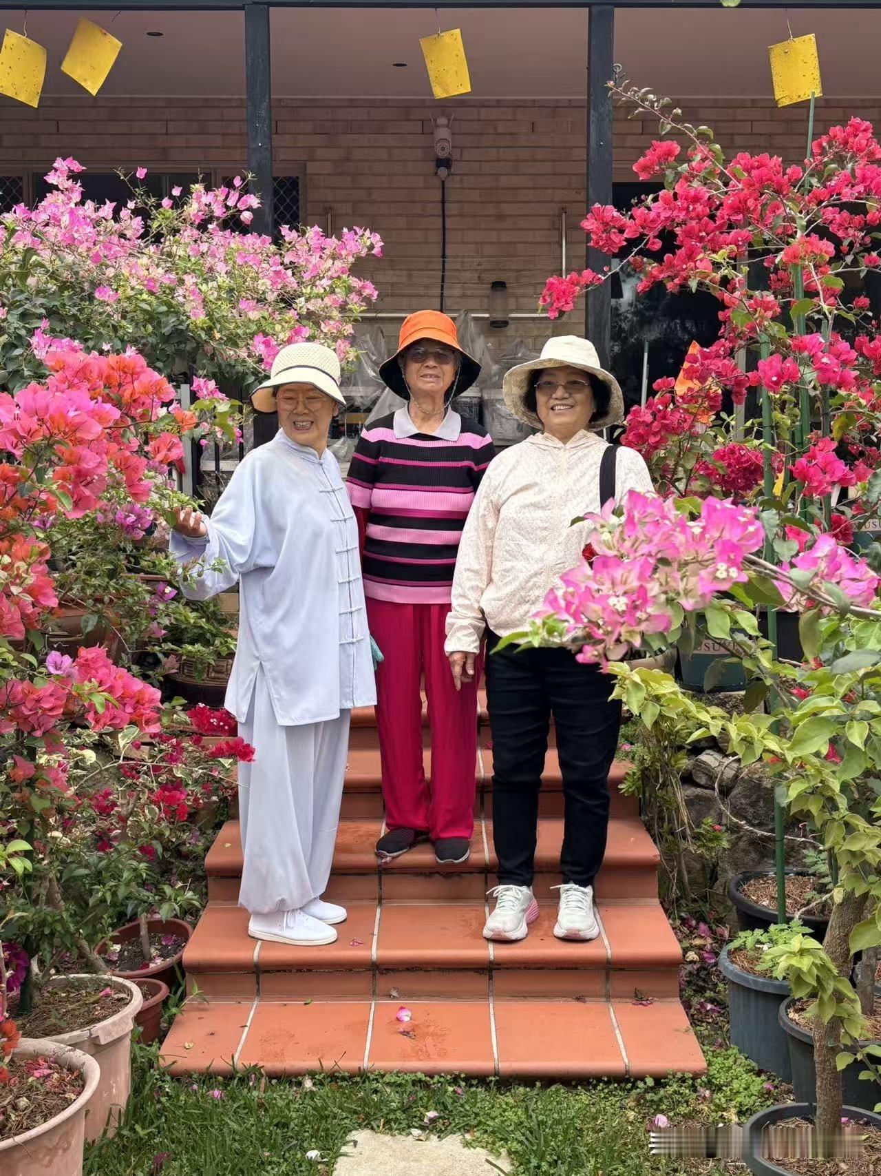 今天去朋友家串门，推开门直接看傻了，满院子的三角梅铺天盖地砸过来，脚边、墙沿、院角甚至老木门的缝隙里都钻着花，走两步就撞进一团紫粉色的云里，完全是踩进了现实版莫奈花园。
之前刷到广东惠州那棵养了十余年的三角梅“花妖”，院墙外拖出近百米花瀑，没想到身边也藏着同款神仙小院子。朋友说这几株苗是十年前随手插