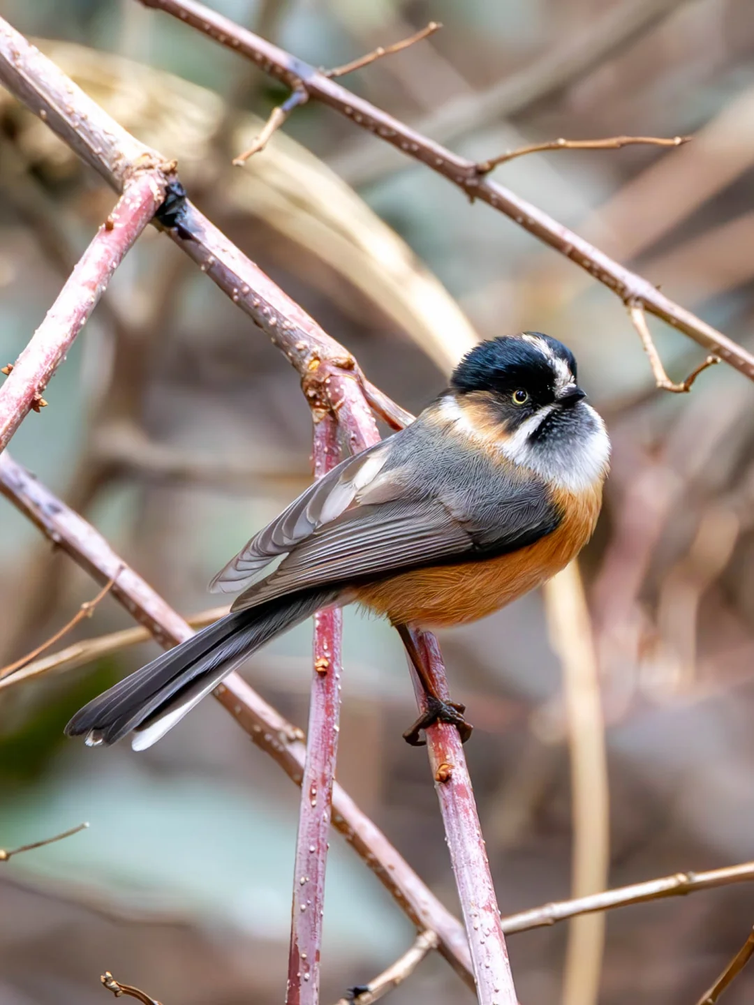这只小鸟的眉毛也太浓了吧！