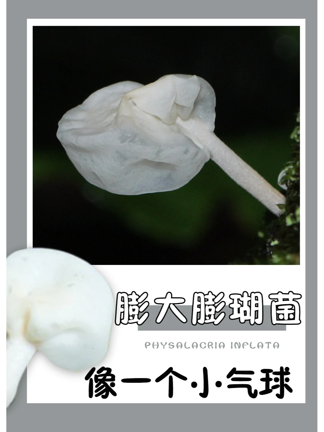 好像一个没气的小气球