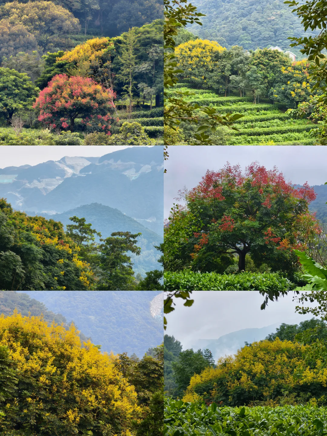 茶山叠翠栾树报秋&家窝山