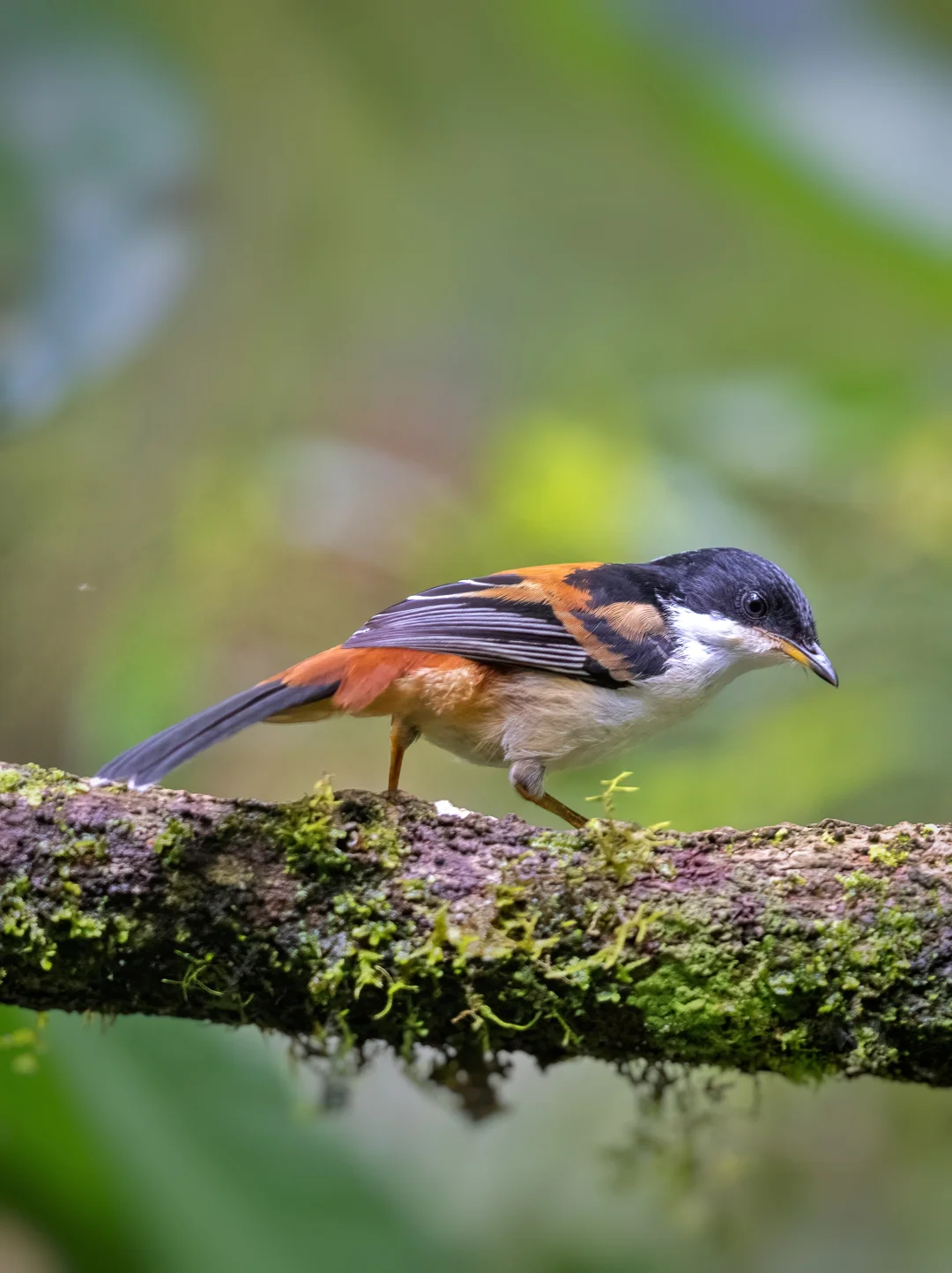 今年看到了栗背奇鹛的两个亚种