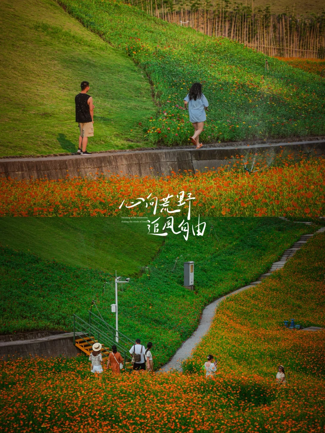 秋天的第一张照片我给了金色的花海🌈❤️