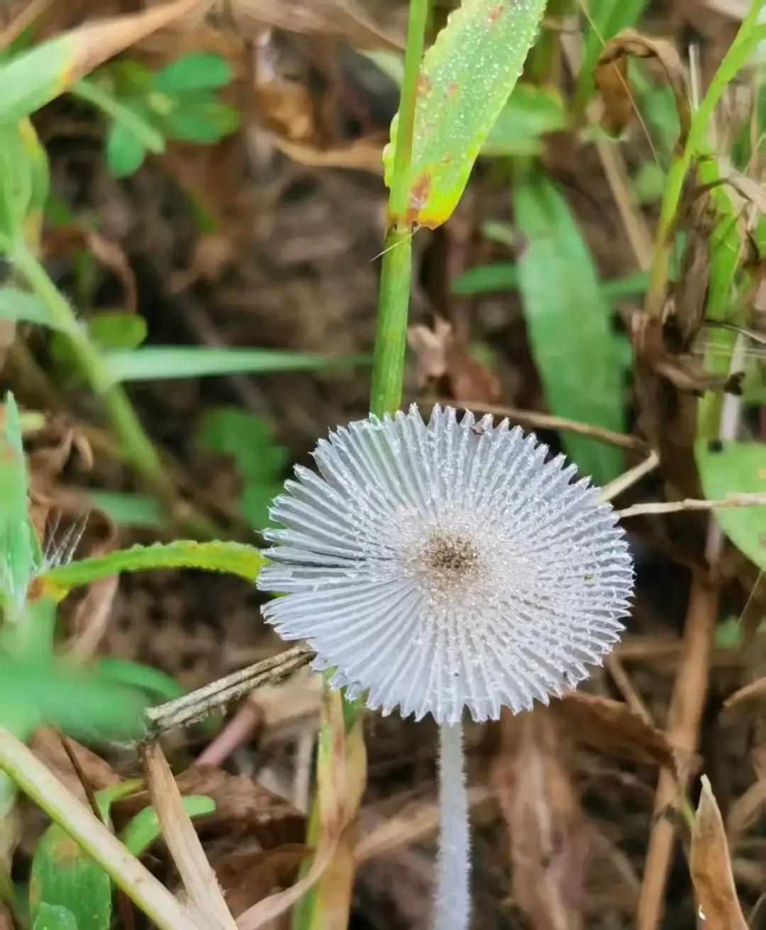 年轻的魏王拓跋珪，前往母亲所属的贺兰部落，见到母亲的妹妹后，目瞪口呆，感叹道：天下竟然有如此美丽的女人。
他回到营帐，那股赞叹还在胸口翻涌。母亲见他神不守舍，便问他缘由。拓跋珪没有拐弯，直接说出了心意：“我想纳她为妾。”
母亲放下手中的物件，看着他：“不行。”她的语气不容置疑，“太美丽的东西，往往有