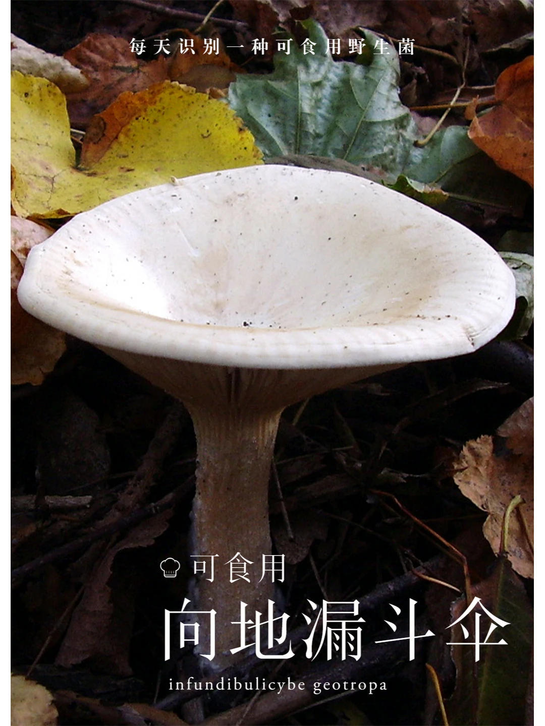 向地漏斗伞，有轻微腐臭味，但很鲜美