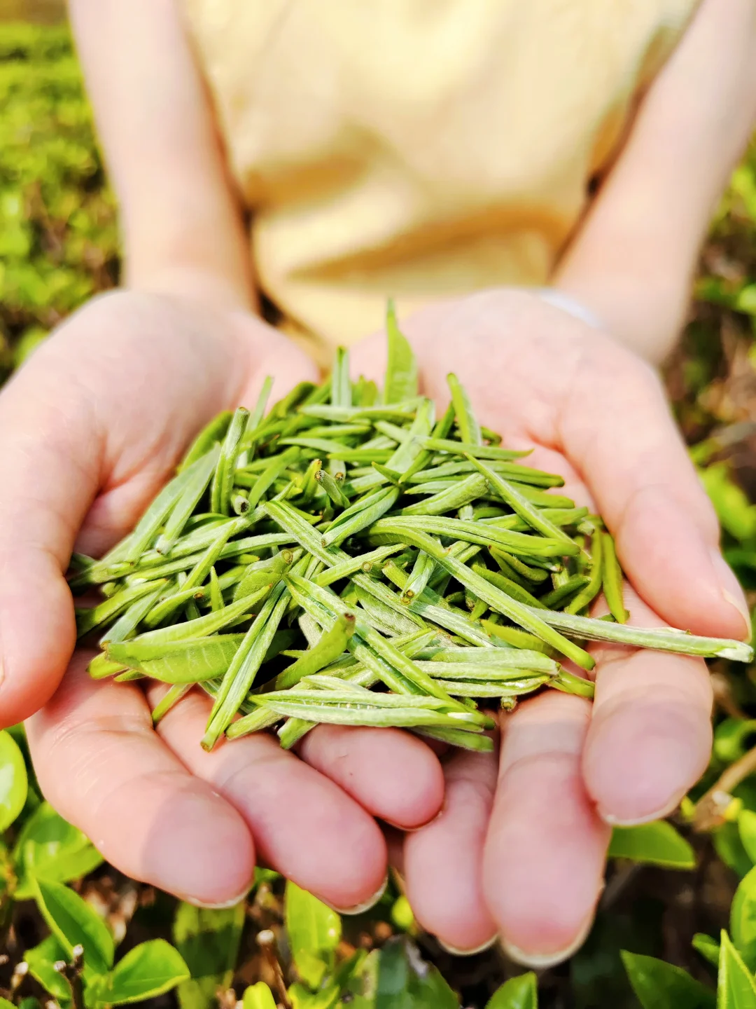 茶叶要不要洗，一看就明白！