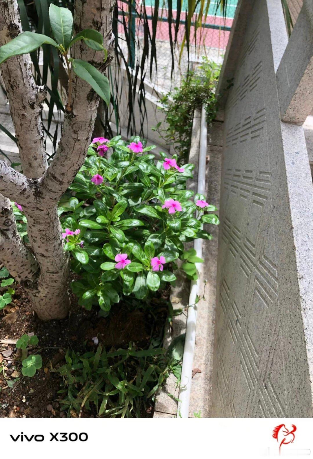 #vivo[超话]##vivo超话# 墙角处一丛粉紫色小花热烈盛开，油亮的绿叶衬得花朵格外娇艳，在街边角落肆意绽放，默默装点周围环境。 ​