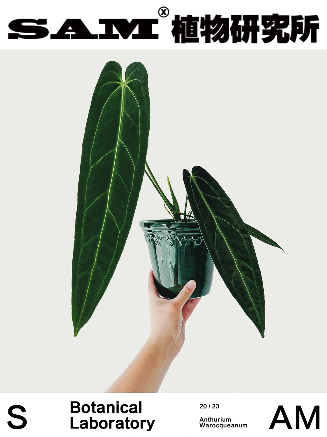 火鹤后花烛| Anthurium Warocqueanum