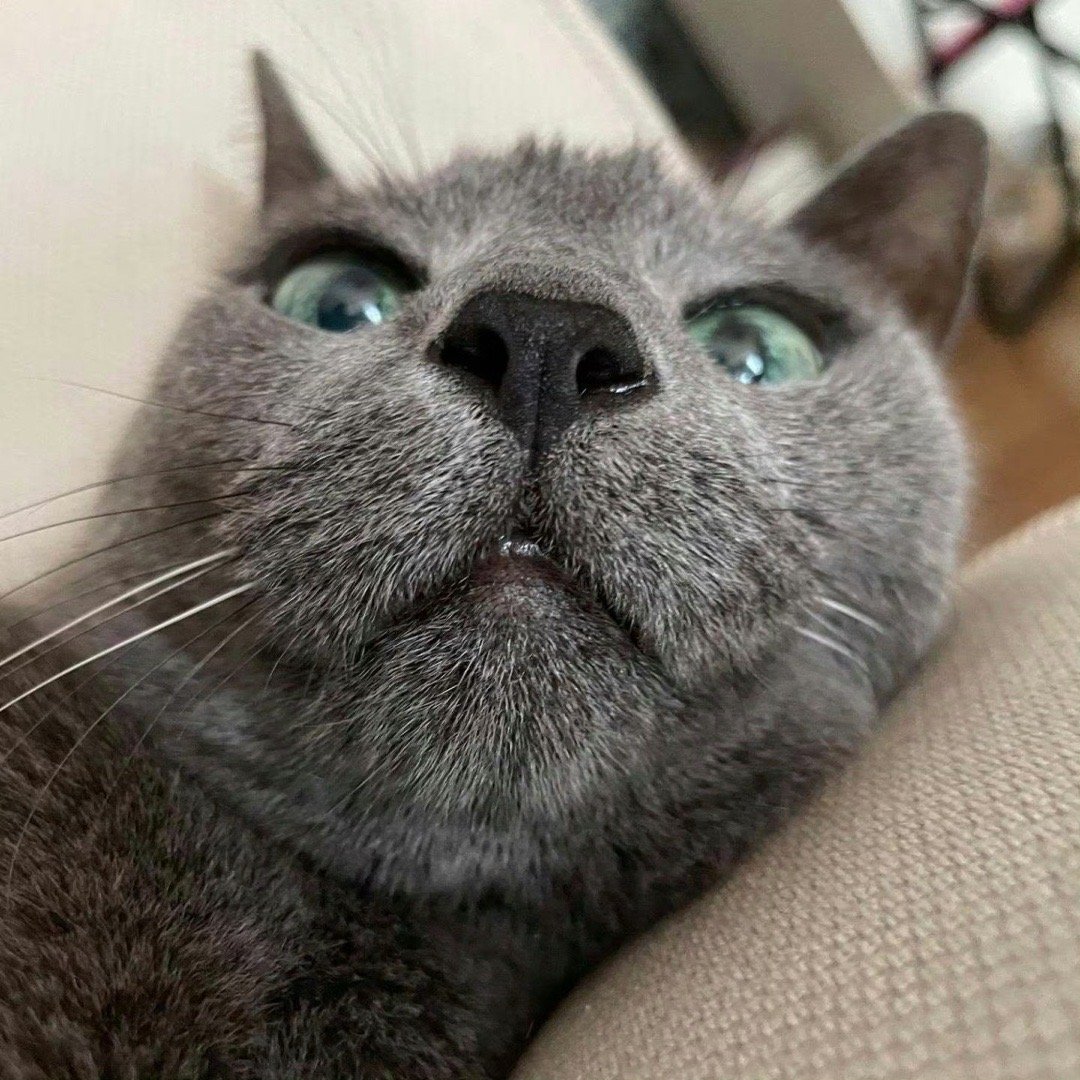 #金希澈的猫去世# 金希澈INS更新，金希澈的猫咪希范变成小猫星星✨离开了。 ​