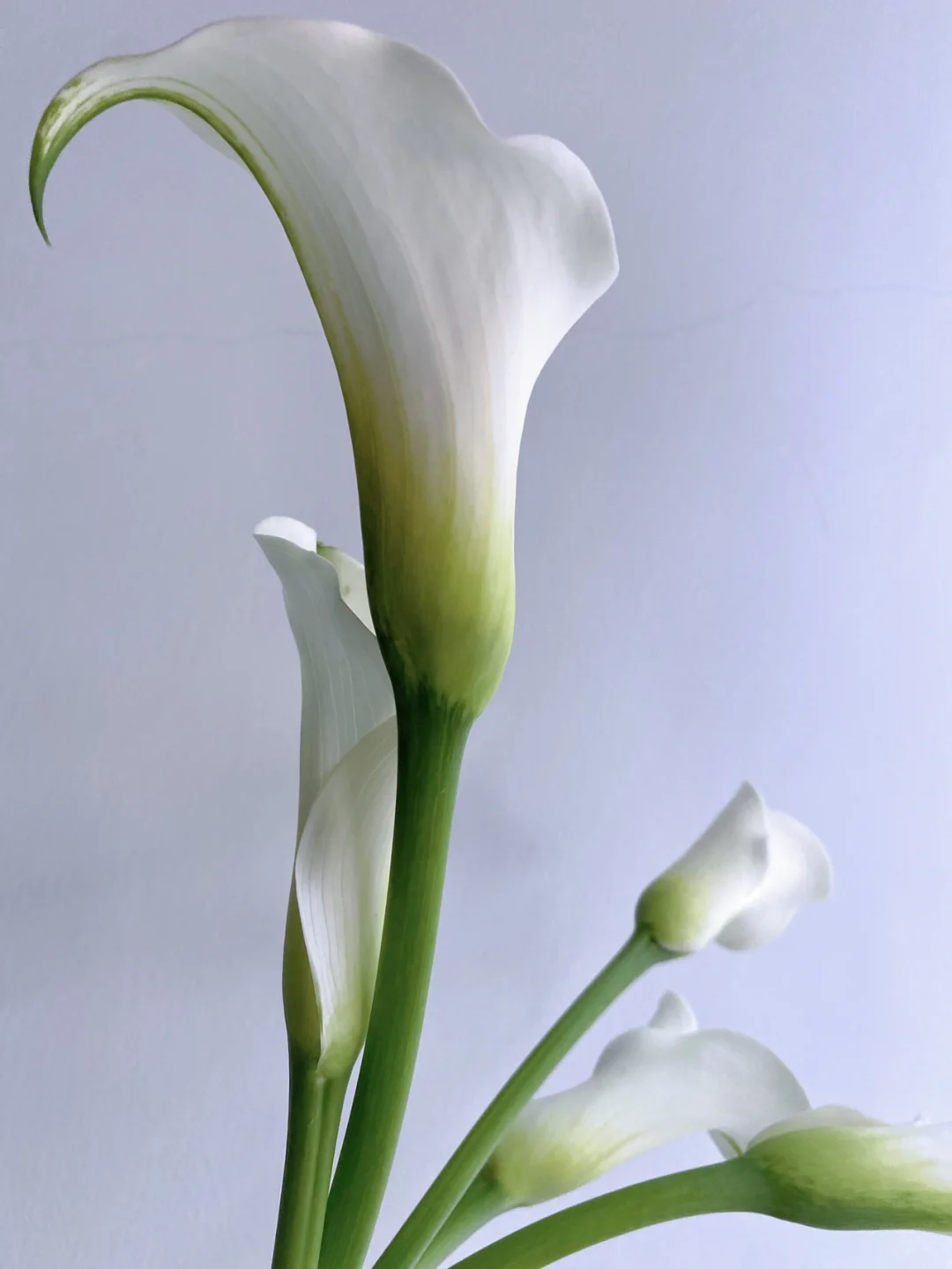 带你每天认识一种花材155｜白色海芋