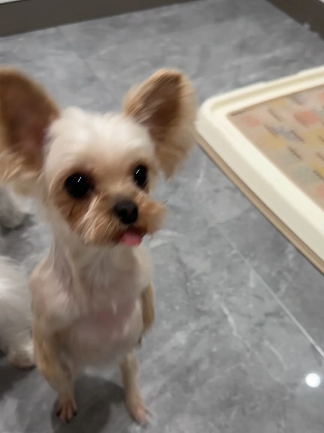 狗：我就是想吃点好吃的！