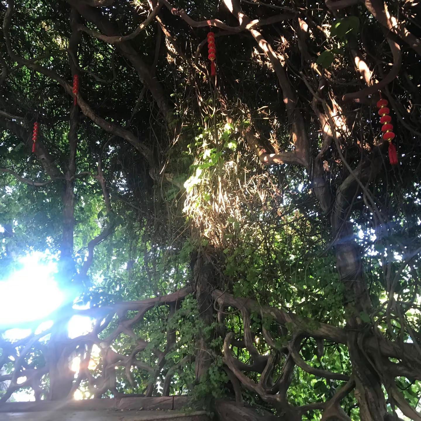 谁懂出去玩看到了这个可能这就是命中注定吧。千年古树万年藤