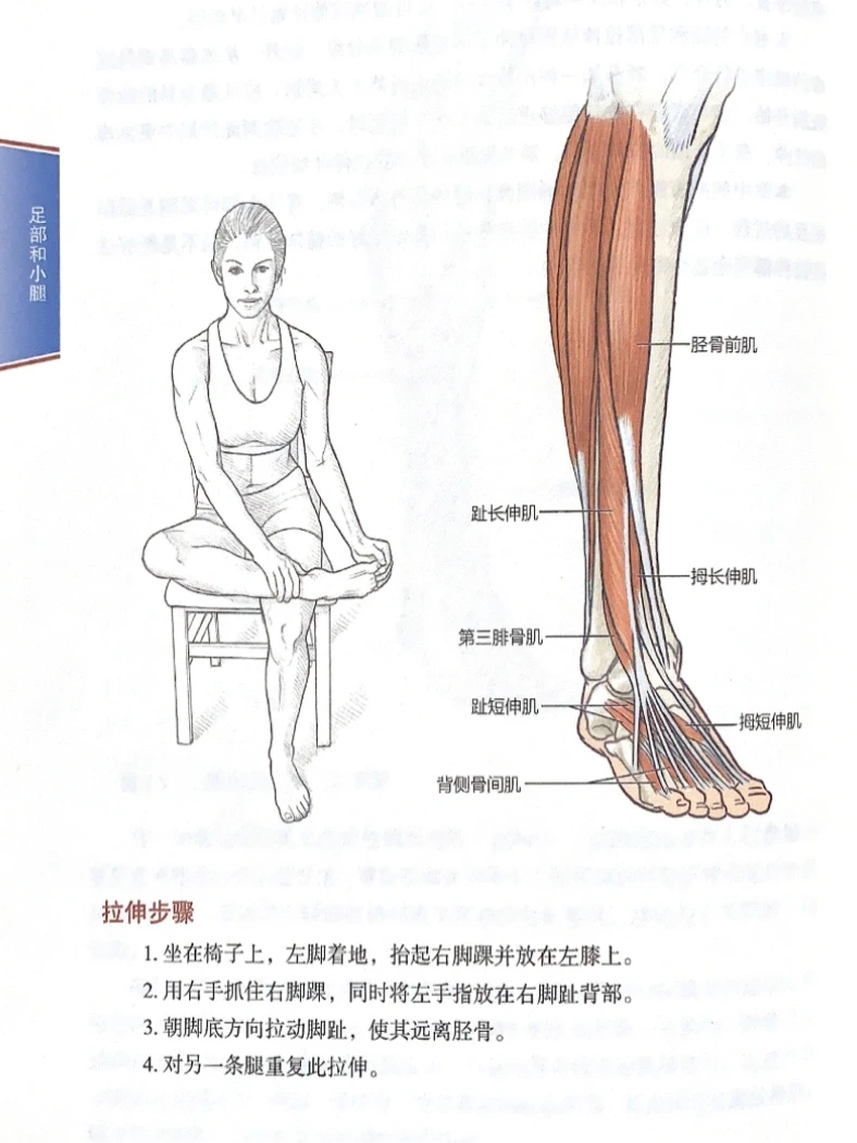 小腿粗又紧怎么拉伸？试试这个拉伸