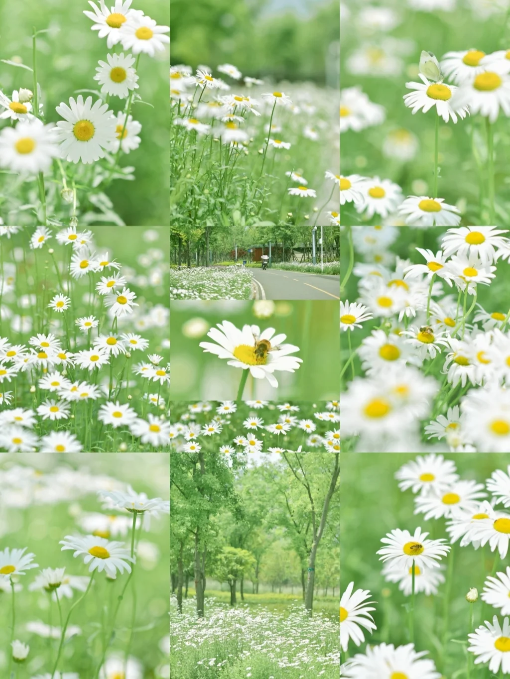 美哭！武汉小雏菊花海/这样调色绝绝子！