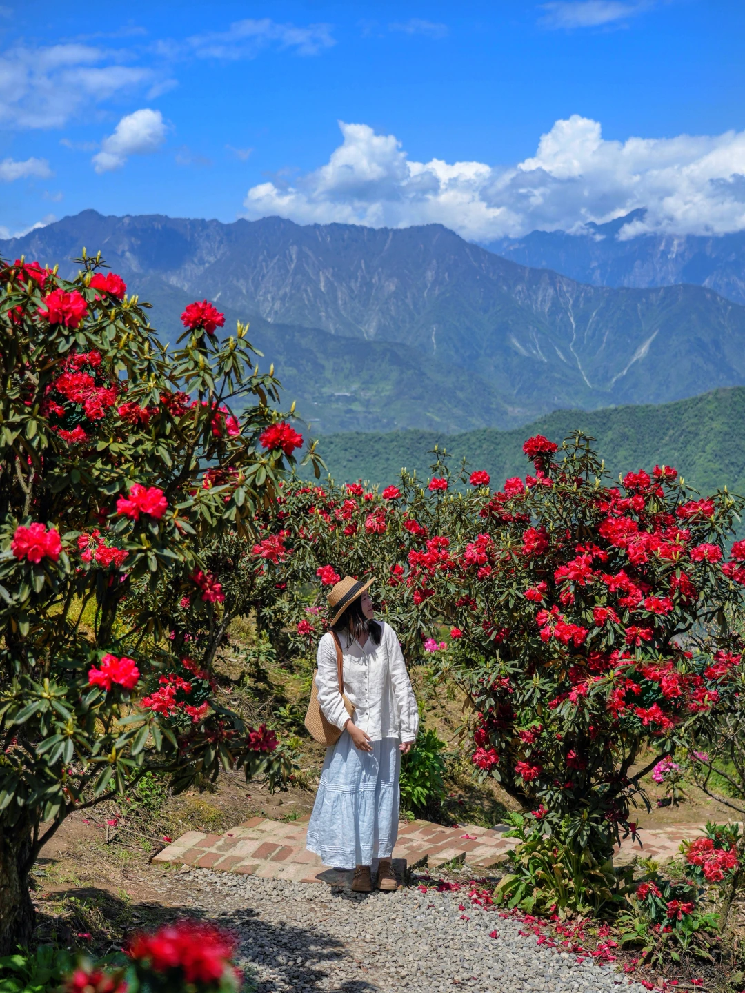 成都出发1H | 这个山头的杜鹃花海太震撼了！