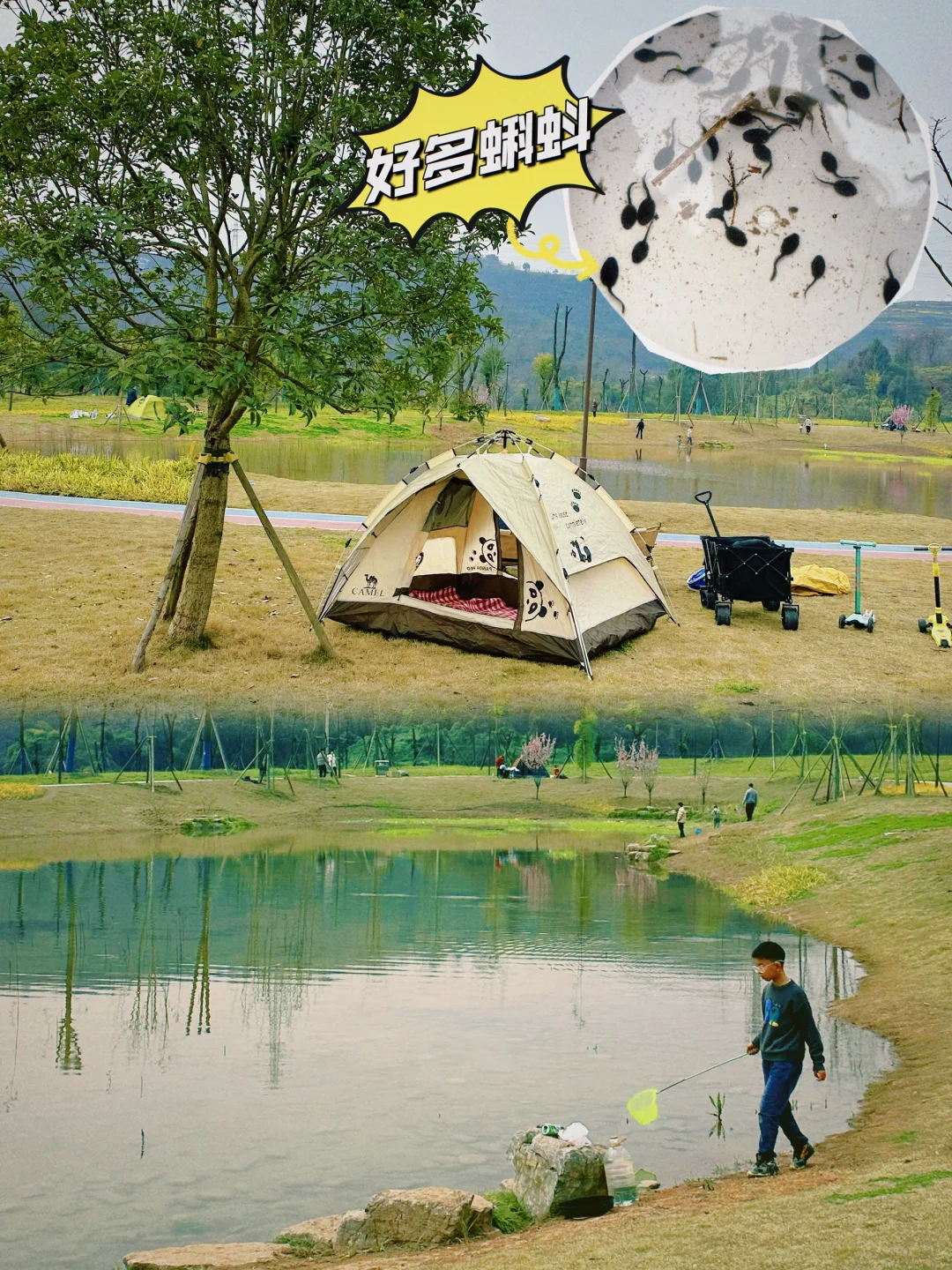 重庆免费露营地⛺️大草坪+骑行道+巨多蝌蚪