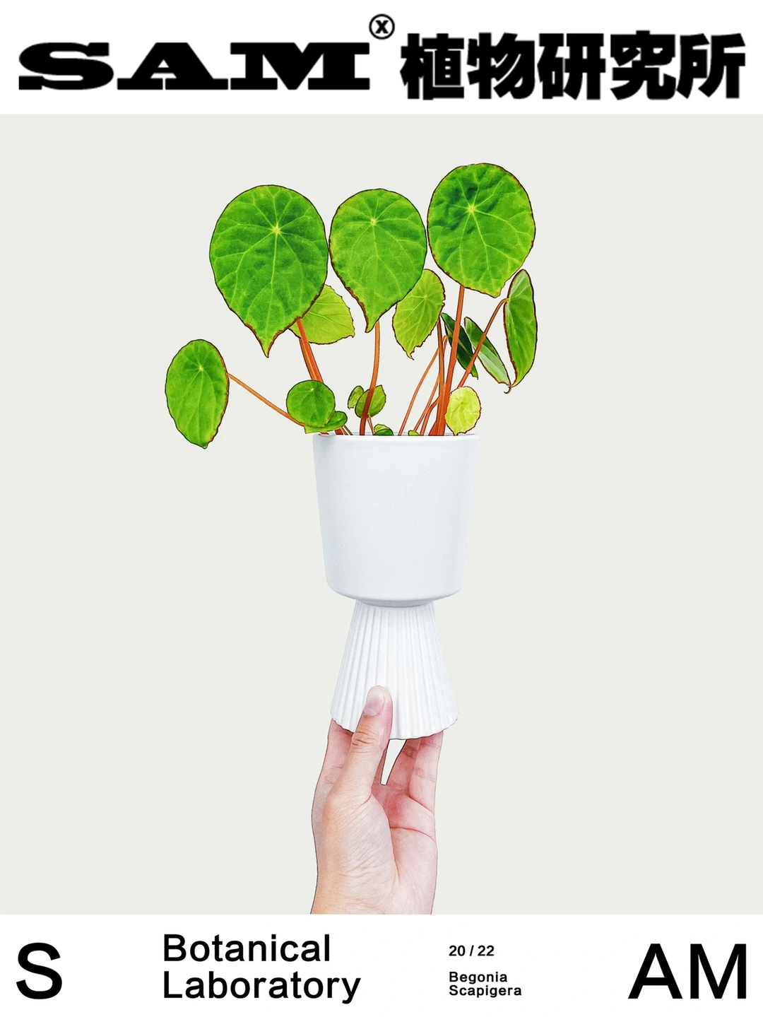 褐边盾叶｜Begonia Scapigera