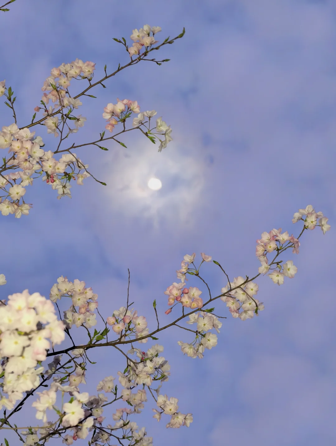 3.28鲁迅公园夜樱花🌸实况