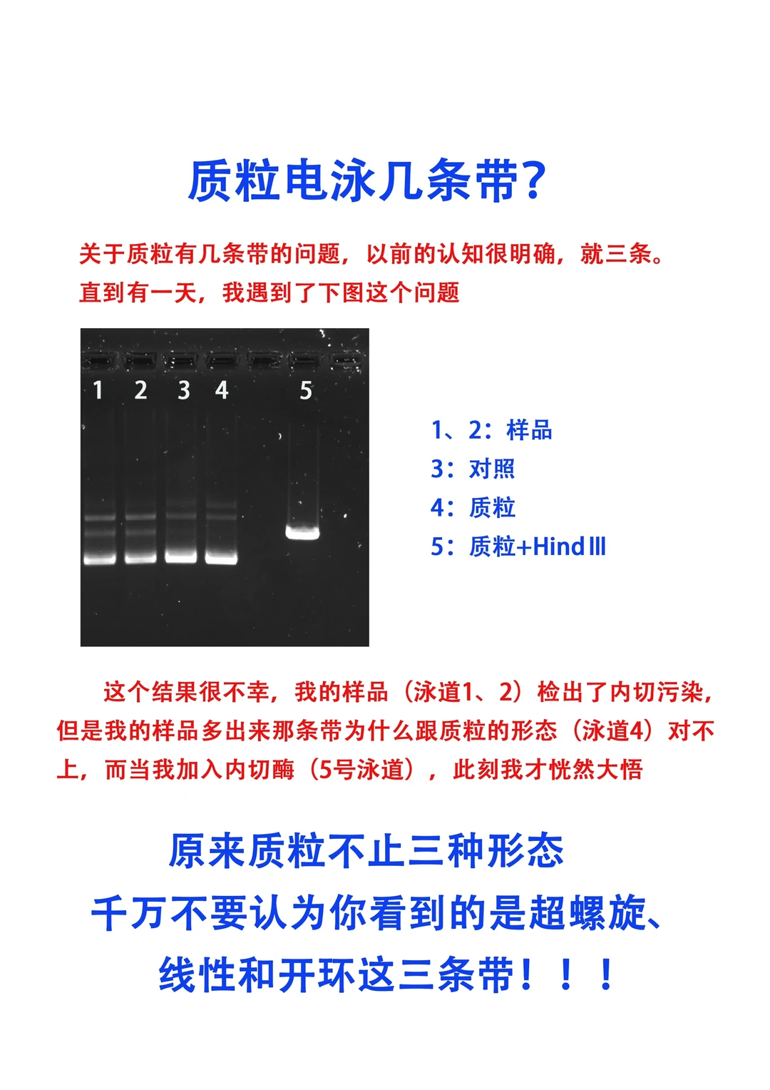 🔥质粒电泳到底几条带？99%人都误解了