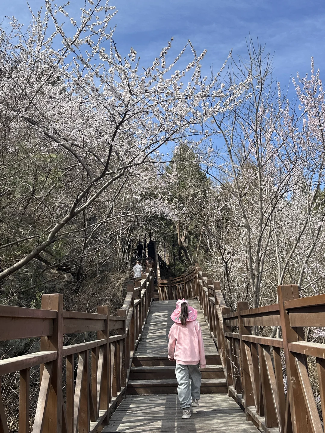 3.27实况！低幼友好无难度的赏花徒步路线