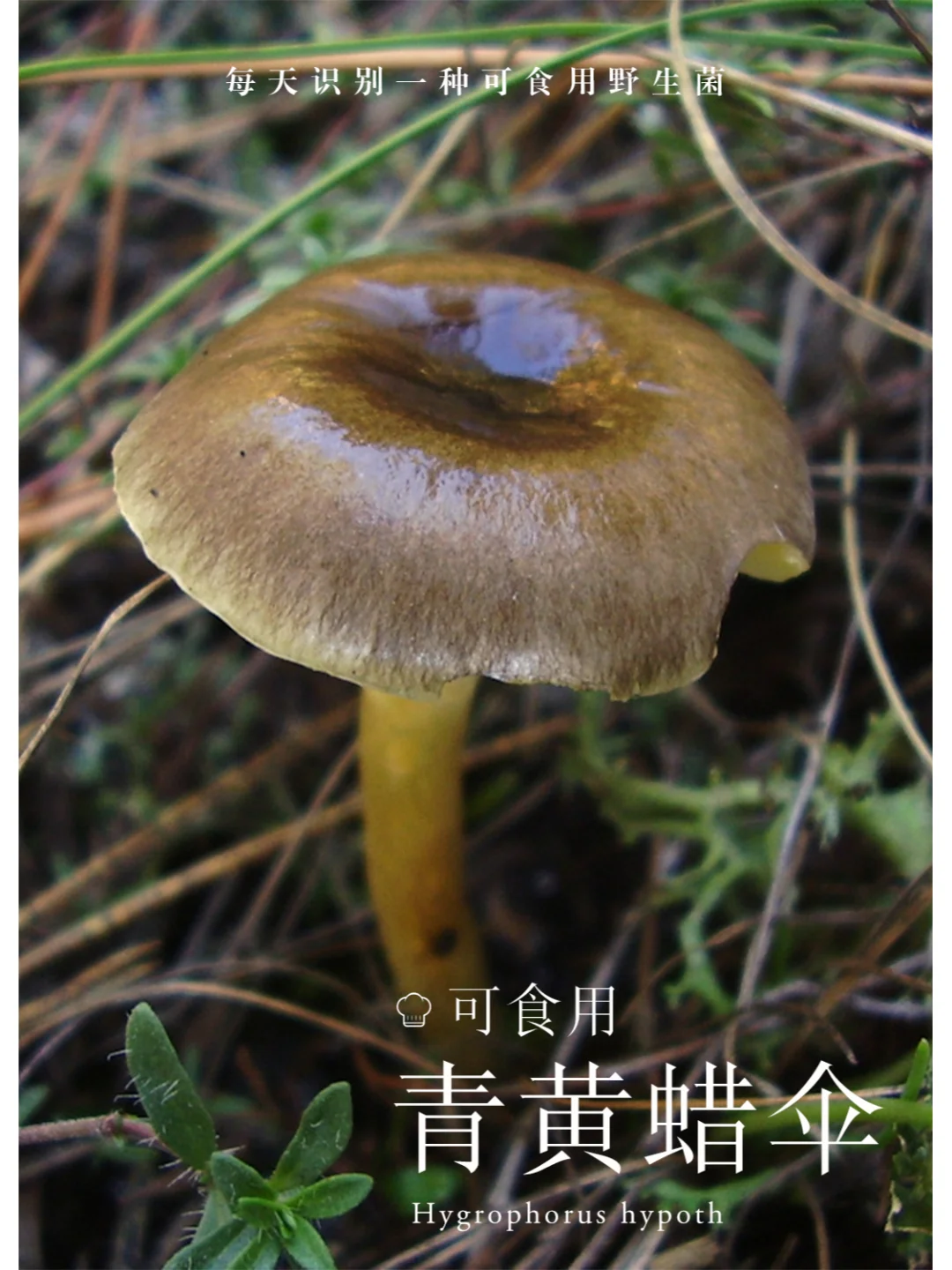 青黄蜡伞，可食，林地很常见