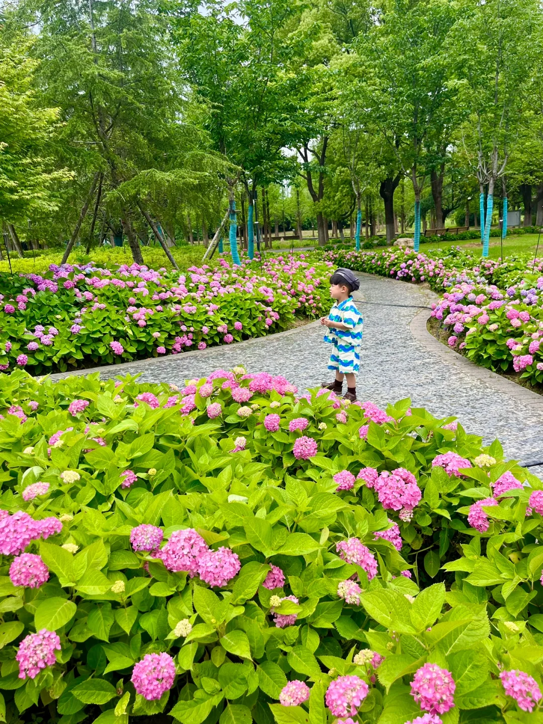 不是金银湖‼️武汉人少可遛狗的绝美绣球长廊