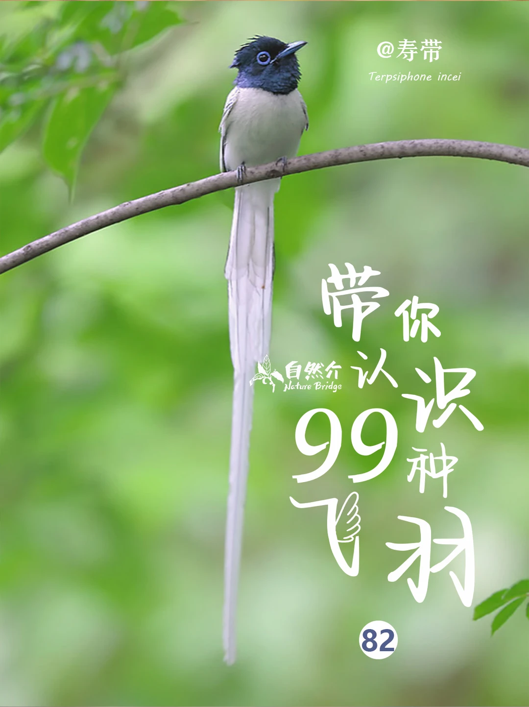 带你认识99种飞羽––寿带