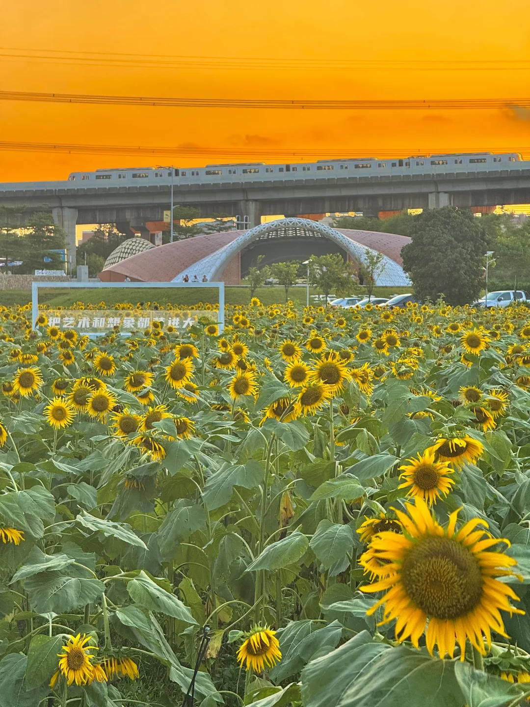 谁懂呀🌻真的会被广州这片夕阳列车花海美哭