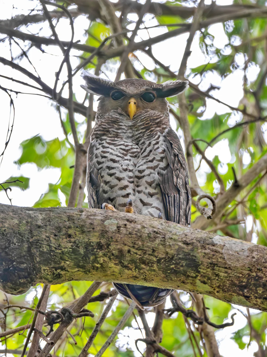 白天的林雕鸮真是帅！
