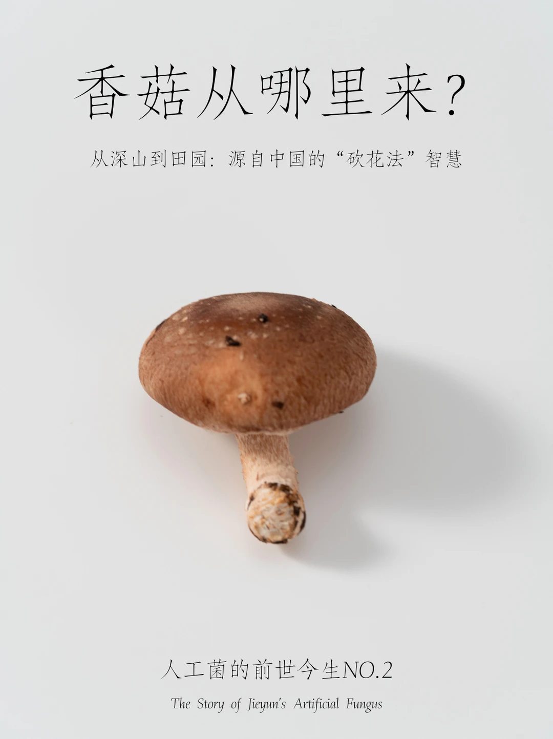 人工菌的前世今生NO.2 | 香菇