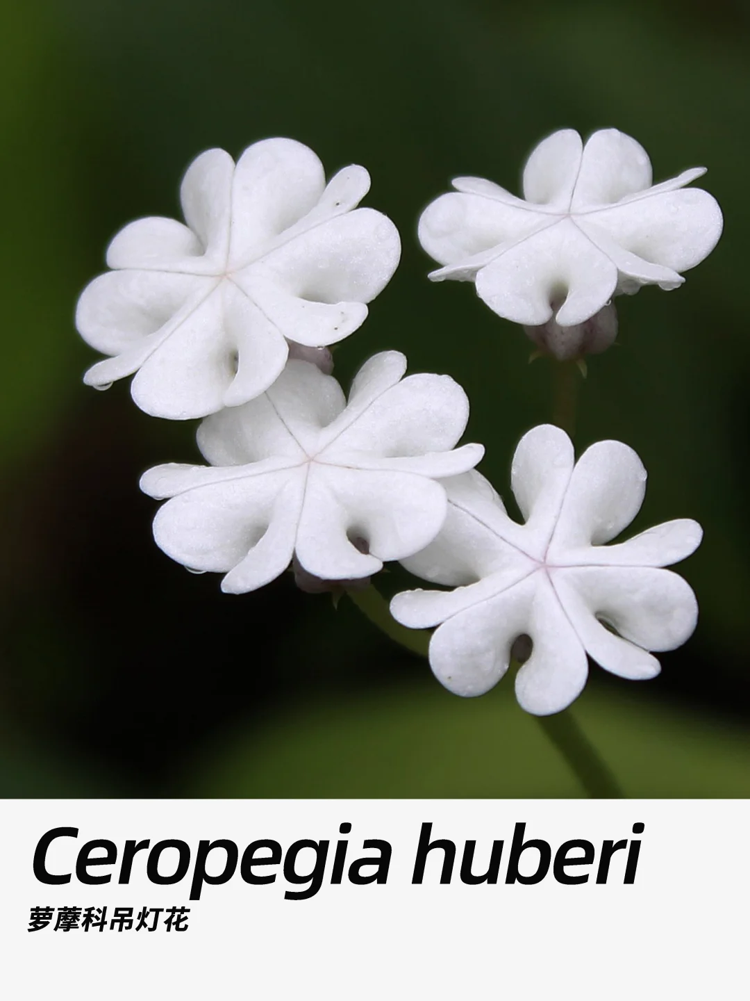 带你每天认识一种花材335｜萝藦科吊灯花