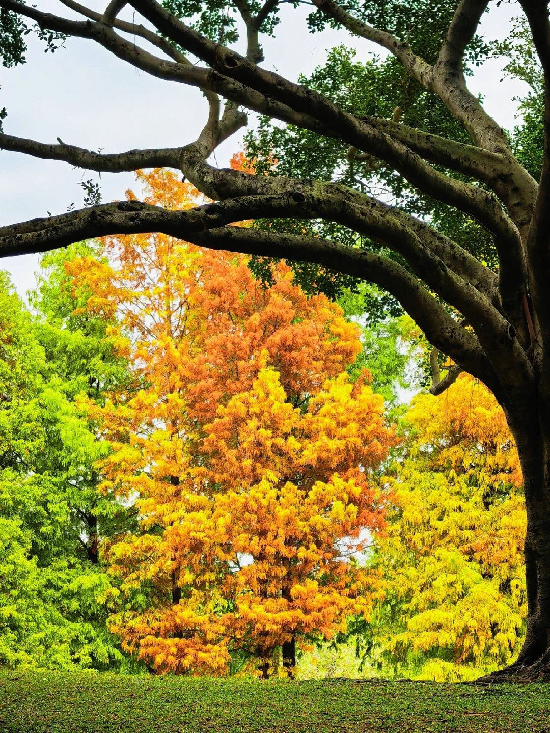 厦门拍照📸南湖公园落羽杉红了🌲冲❗️