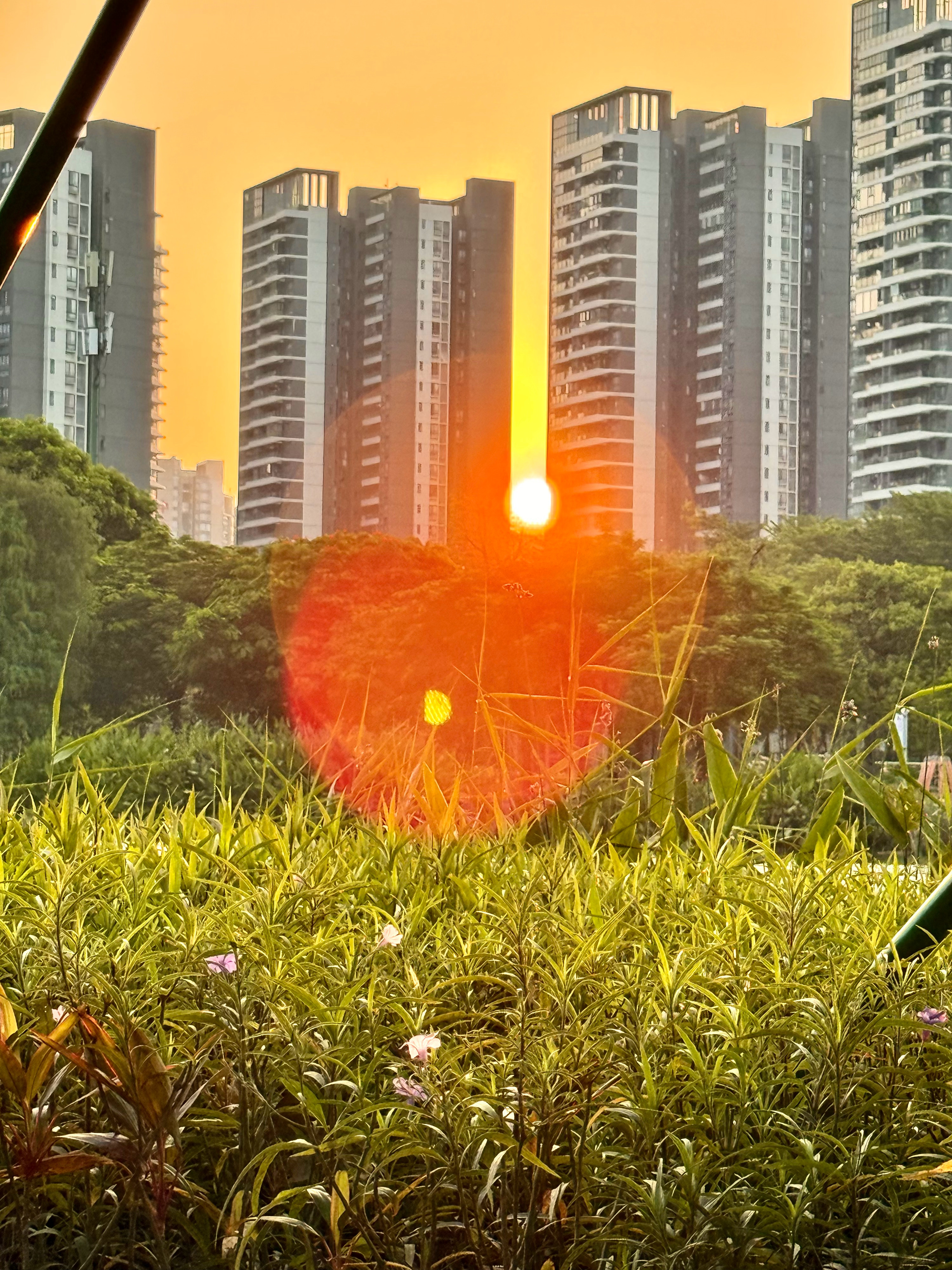 萌宠[超话]  球球🐕和日出🌅我的狗狗叫球球我的狗狗叫余球球宠物日常中华田园犬  ​​​