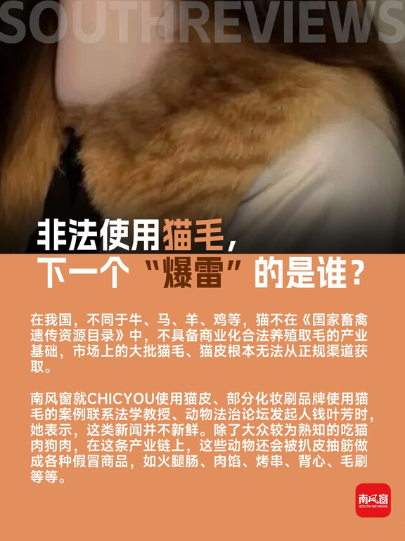 猫皮衣服、猫毛化妆刷...非法产业链遭曝光