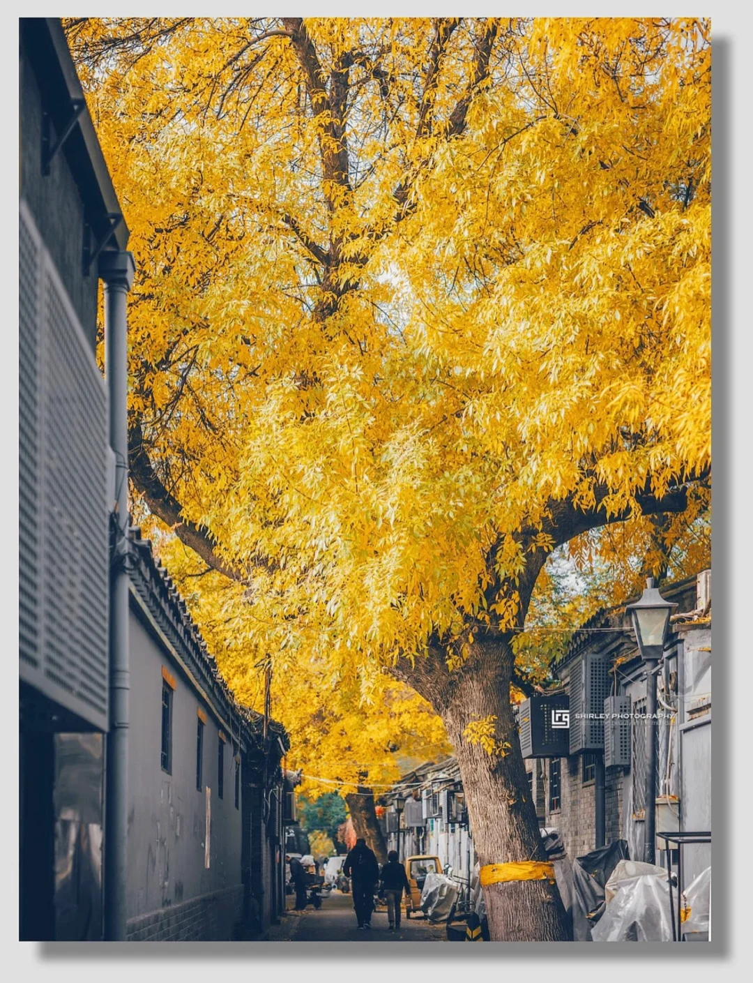 北京胡同散步指南，我在秋天邂逅了一路神树