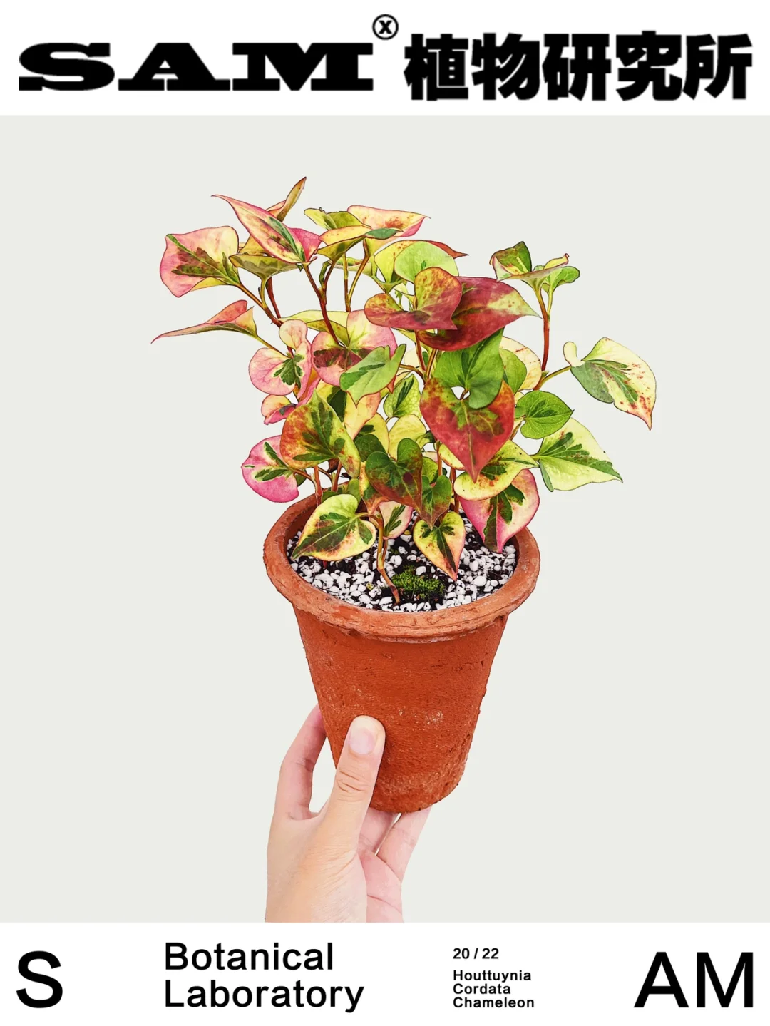 变色龙鱼腥草丨Houttuynia Cordata Chamel.