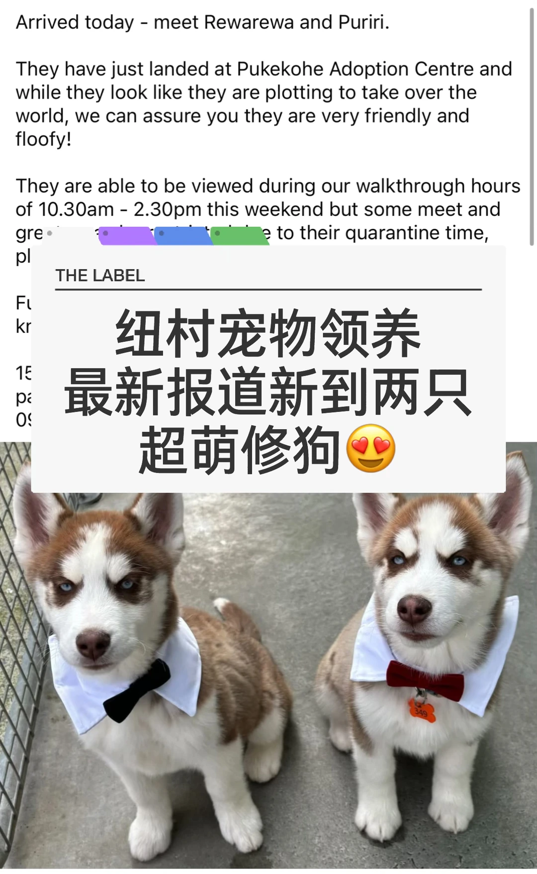 🇳🇿纽村宠物领养 萌死人的哈士奇来报道😍