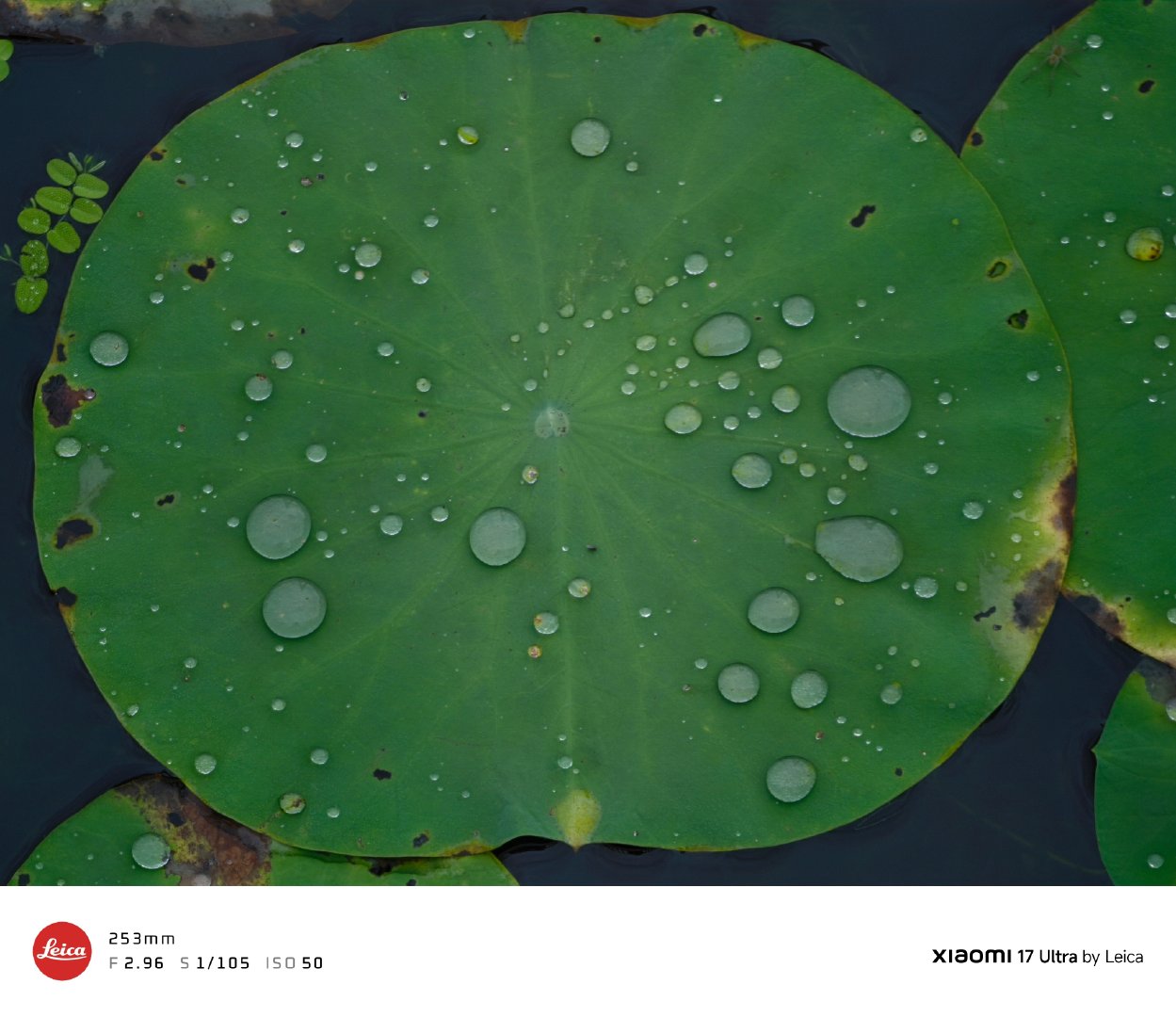 骤雨初歇，荷承清露，满目皆是夏日温柔！#这么近那么美周末到河北##石家庄身边事##手机摄影[超话]##小米手机[超话]##小米徕卡全球影像大赛##小米17ultra##荷花#  ​