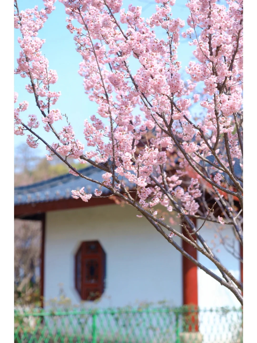 还在东湖挤人？武汉这个小众赏樱地更绝❗️