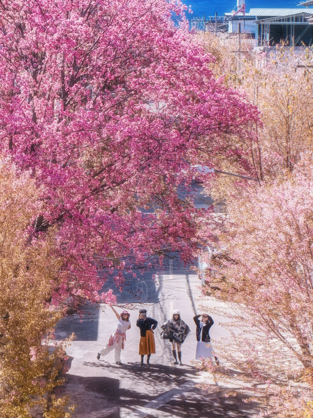 大理冬樱正当时🌸都给我去这条路拍❗