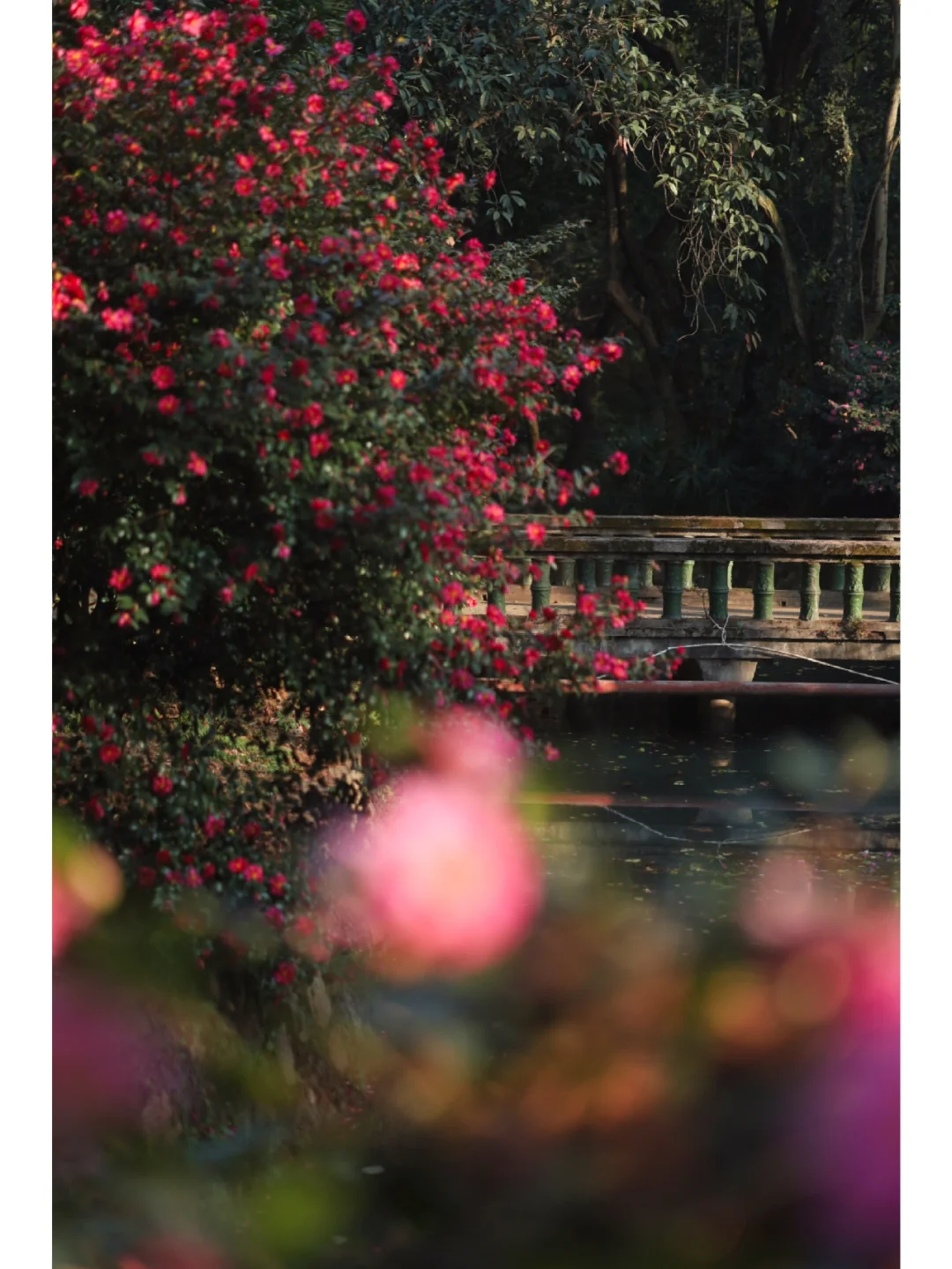 武汉绝美山茶花盛开，浪漫爆棚油画感满分❗