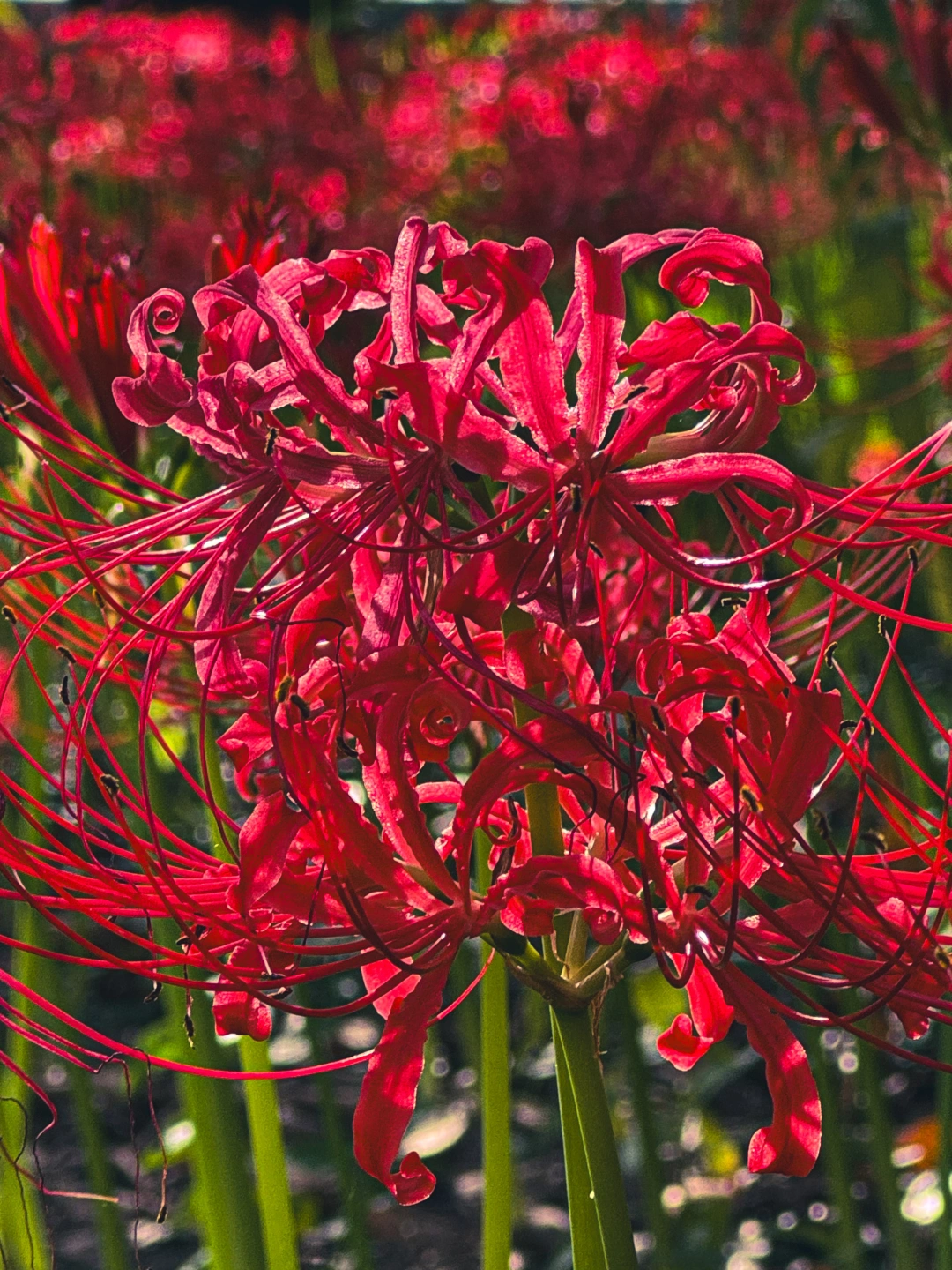 超大片彼岸花海，可惜没人
