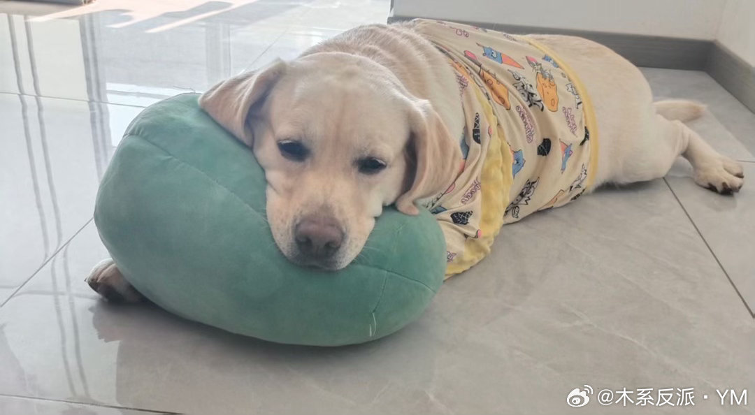 这个小斗也太舒服了！我要跟它灵魂互换 ​​​