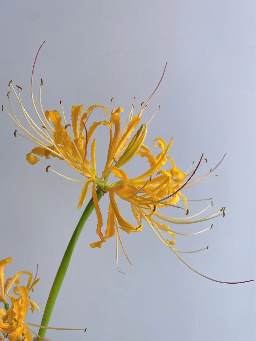 带你每天认识一种花材124 ｜黄色石蒜