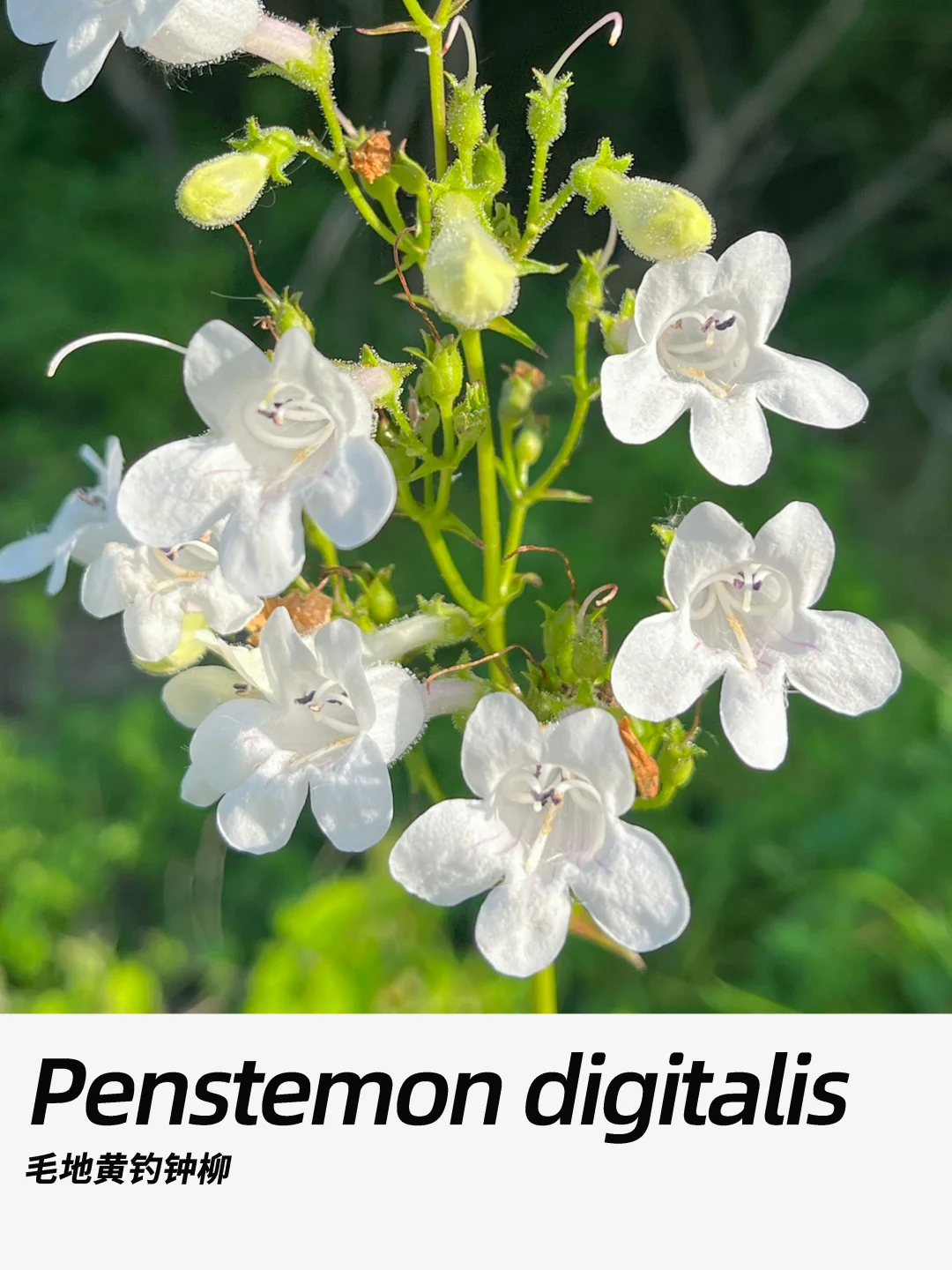 带你每天认识一种花材436｜毛地黄钓钟柳