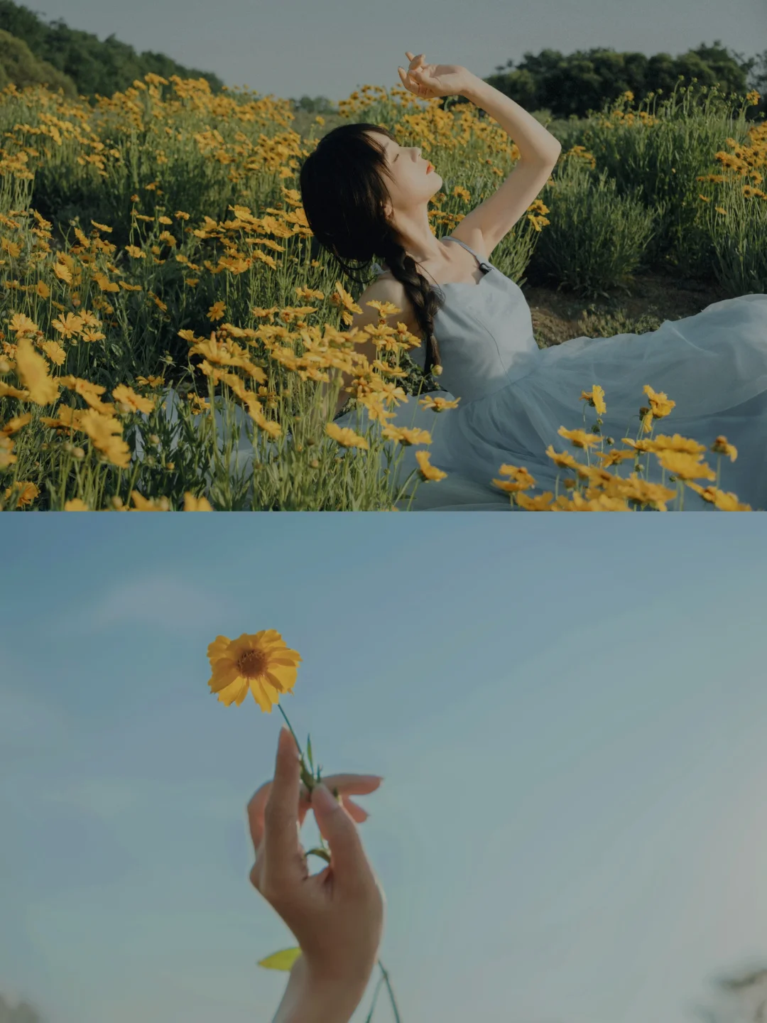 初夏的自由感🌼金鸡菊这么拍太好看了！