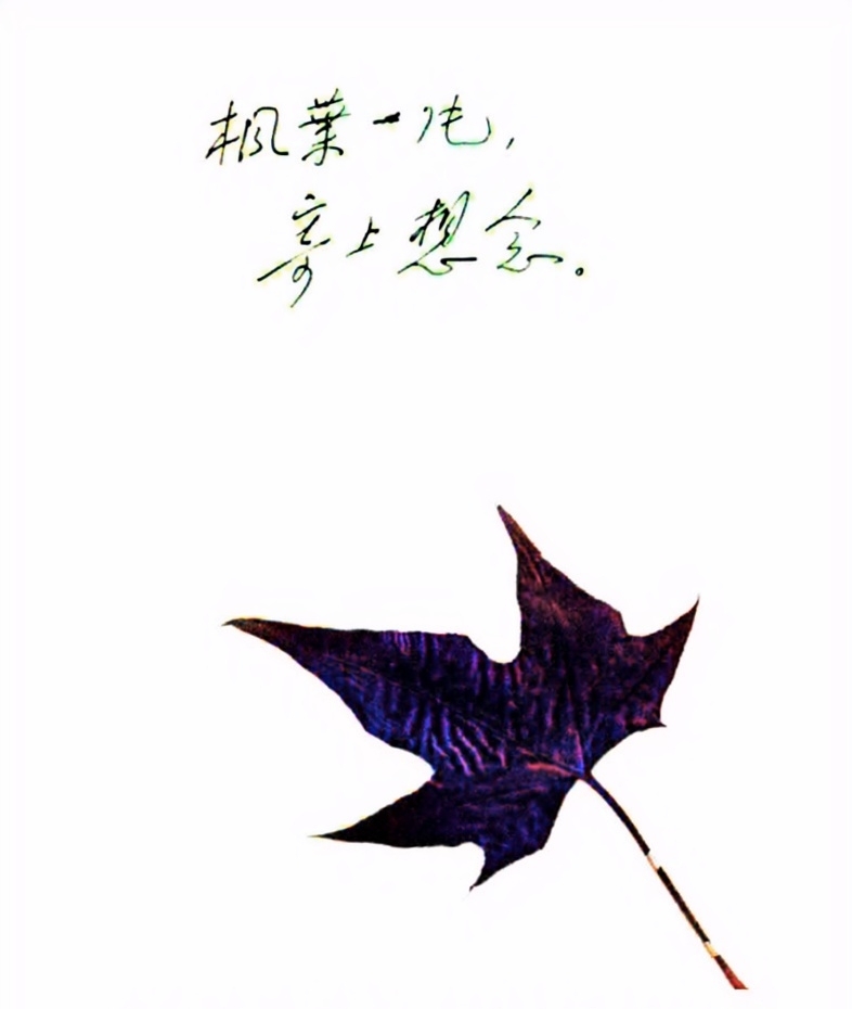 这是邓颖超寄给千里之外的周总理一片枫叶，在情意绵绵的书信中夹着。

时间是195