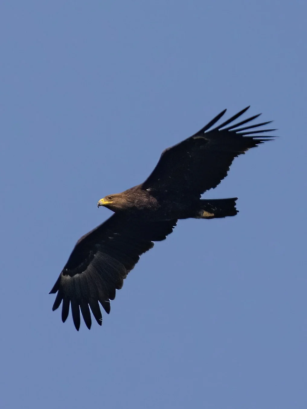 重庆秋季观猛看乌雕！